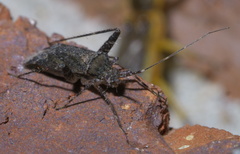 Phytocoris