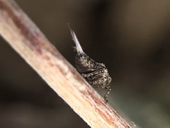 Danepteryx
