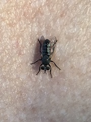 Atomosia melanopogon