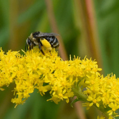 Melissodes druriellus