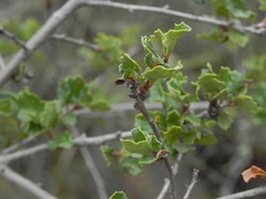 Quercus dumosa