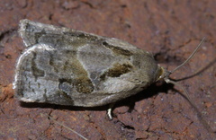 Archips grisea