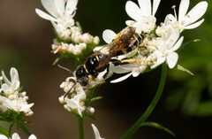 Philanthus bilunatus