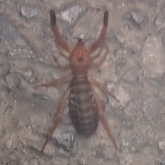 Gluvia dorsalis