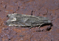 Epiblema strenuana