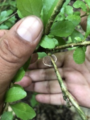 Trametes villosa
