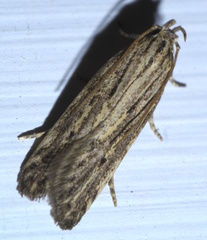 Spinitibia hodgesi