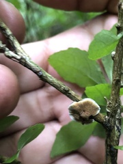 Trametes villosa