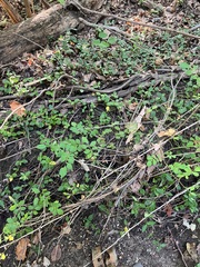 Lysimachia nummularia