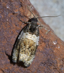 Olethreutes fasciatana