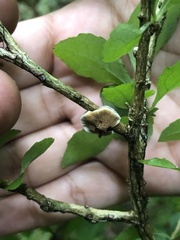 Trametes villosa
