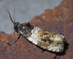 Olethreutes fasciatana