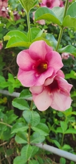 Allamanda blanchetii