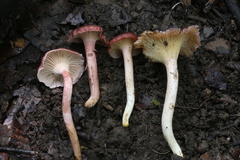 Cantharellus violaceovinosus