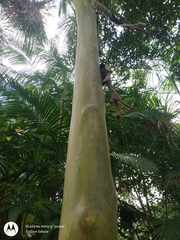 Calycophyllum spruceanum