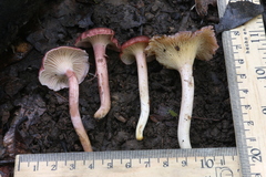 Cantharellus violaceovinosus