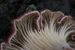 Cantharellus violaceovinosus