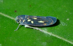 Plectoderini