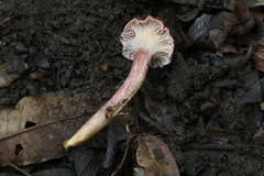 Cantharellus violaceovinosus