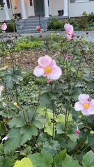 Eriocapitella hupehensis