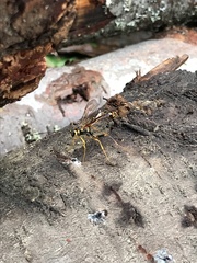 Megarhyssa nortoni
