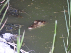 Crocodylus moreletii