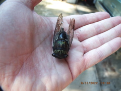 Neotibicen lyricen virescens