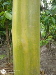 Calycophyllum spruceanum
