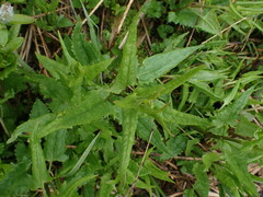 Senecio triangularis