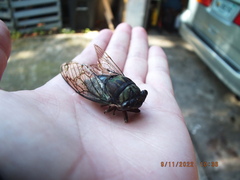 Neotibicen lyricen virescens