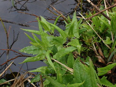 Senecio triangularis