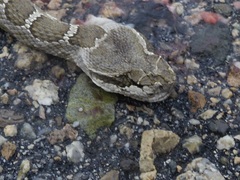 Crotalus oreganus oreganus