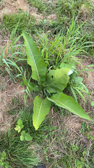 Inula helenium