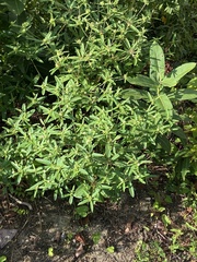 Croton glandulosus