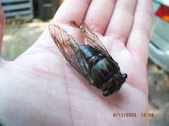 Neotibicen lyricen virescens