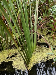 Sparganium americanum