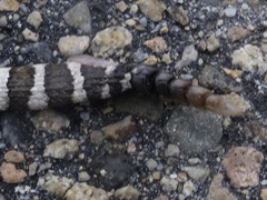 Crotalus oreganus oreganus