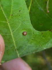 Polystepha globosa