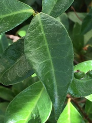 Trachelospermum asiaticum