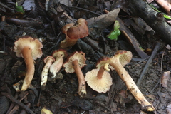 Cantharellus violaceovinosus