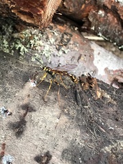 Megarhyssa nortoni