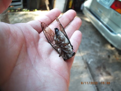 Neotibicen lyricen virescens