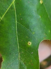 Polystepha globosa
