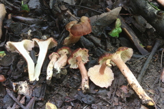 Cantharellus violaceovinosus