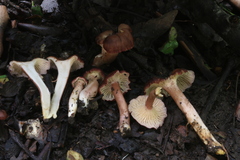 Cantharellus violaceovinosus