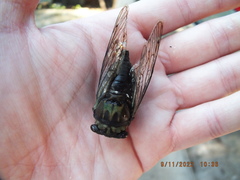 Neotibicen lyricen virescens