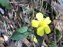 Hibbertia dentata