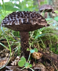 Strobilomyces confusus