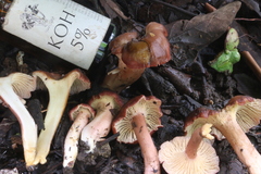 Cantharellus violaceovinosus