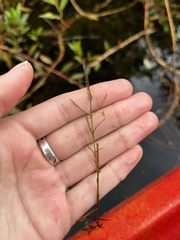 Najas guadalupensis